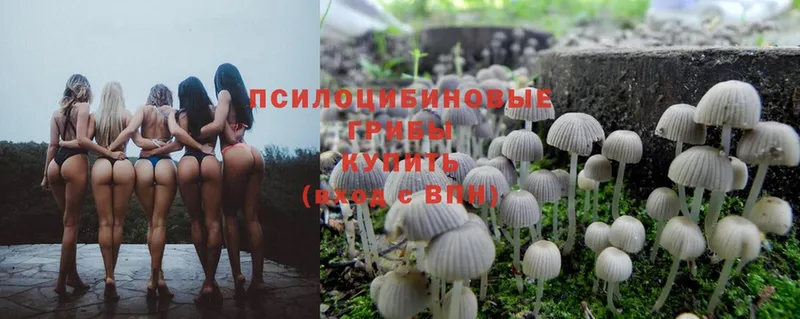 Галлюциногенные грибы Psilocybe  где можно купить наркотик  Барнаул 